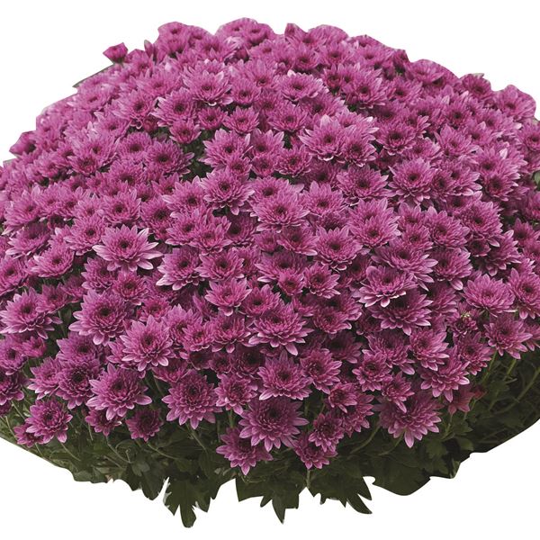 BLANCHETTE PINK ®